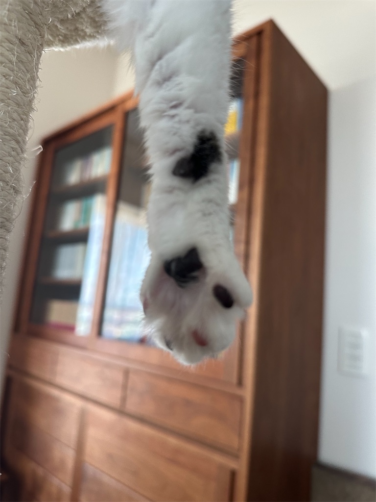 f:id:tomoeri12:20250908130806j:image