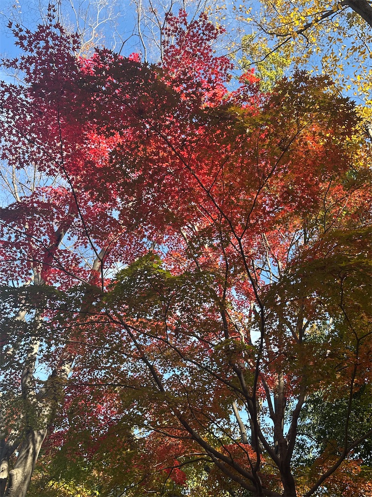 f:id:tomoeri12:20251126055739j:image