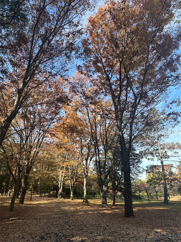 f:id:tomoeri12:20251126055751j:image