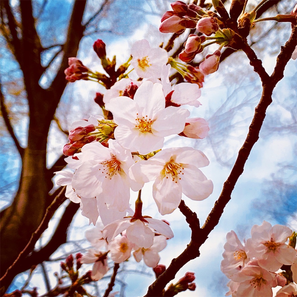 f:id:tomohiko37_i:20190401004934j:image