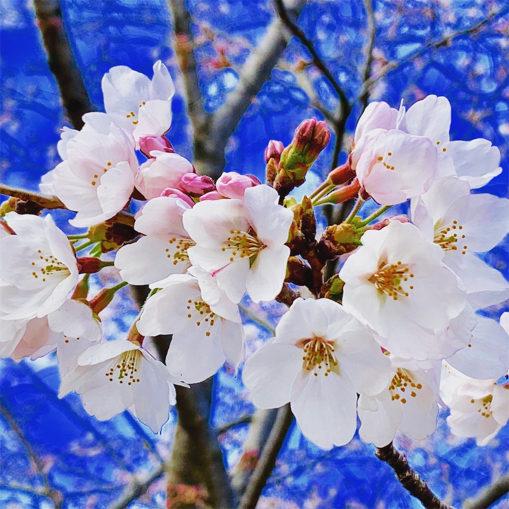 f:id:tomohiko37_i:20190401004942j:image