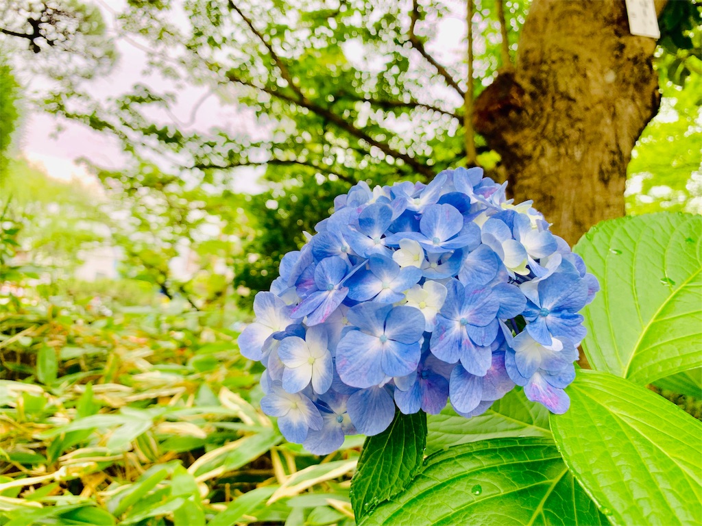 f:id:tomohiko37_i:20190624185846j:image f:id:tomohiko37_i:20190624185846j:image