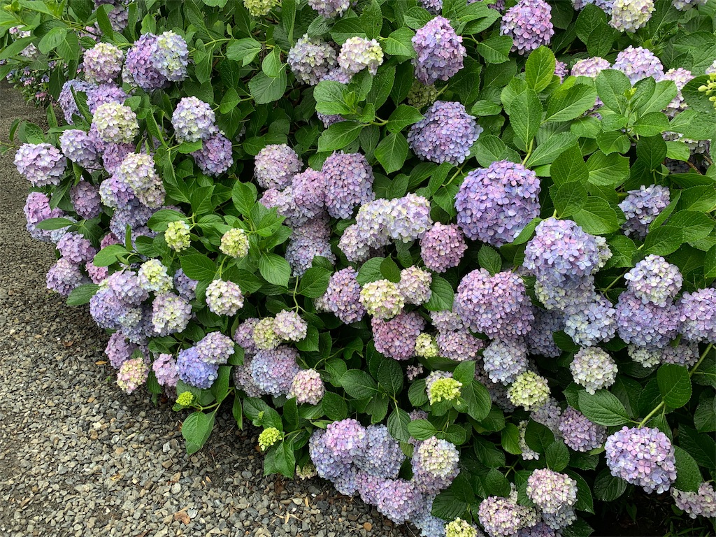 f:id:tomohiko37_i:20190624190138j:image f:id:tomohiko37_i:20190624190138j:image