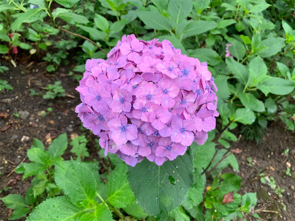 f:id:tomohiko37_i:20190624190635j:image f:id:tomohiko37_i:20190624190635j:image