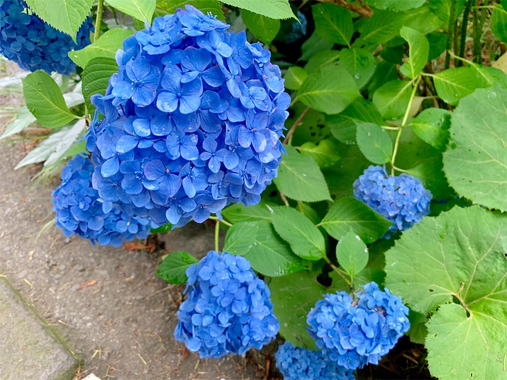 f:id:tomohiko37_i:20190624190640j:image f:id:tomohiko37_i:20190624190640j:image
