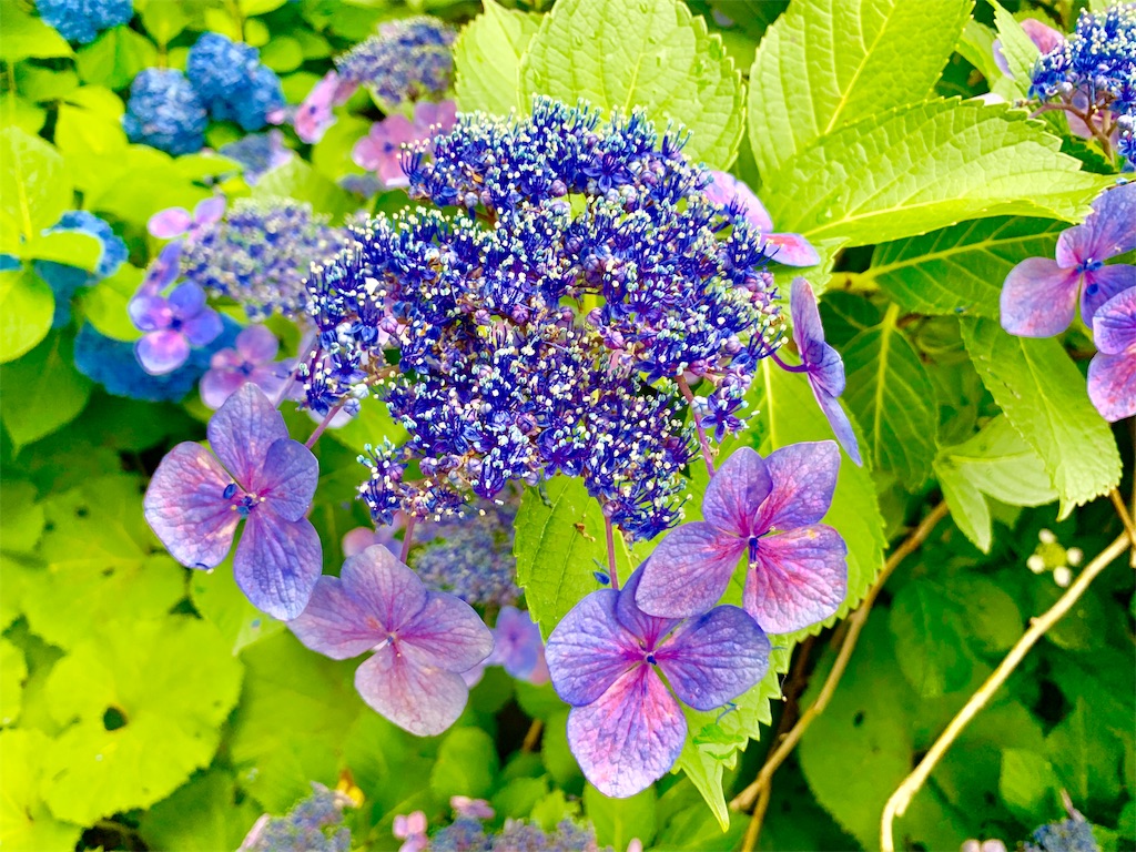 f:id:tomohiko37_i:20190624190646j:image f:id:tomohiko37_i:20190624190646j:image
