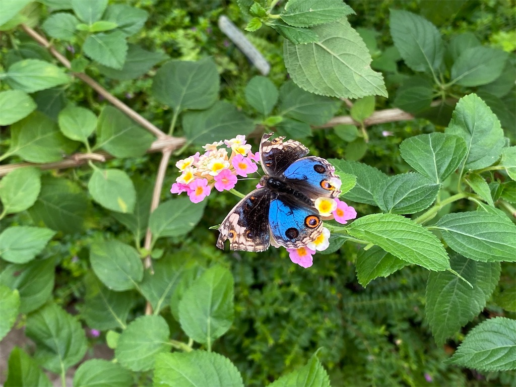 f:id:tomohiko37_i:20191021223003j:image f:id:tomohiko37_i:20191021223003j:image