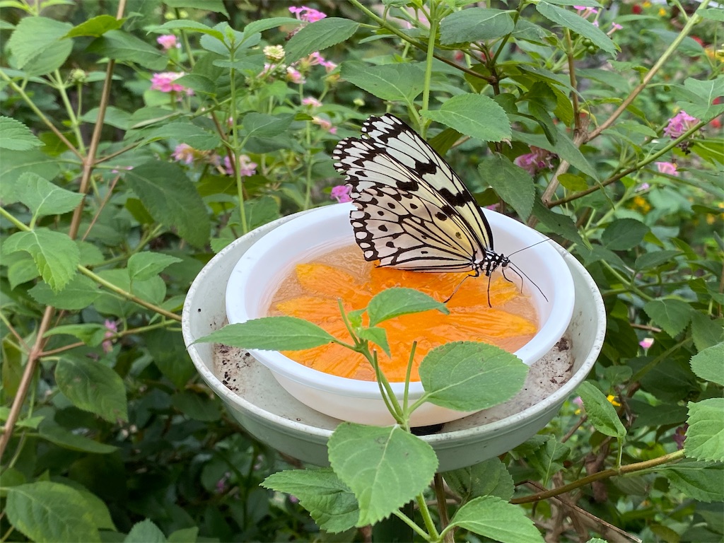 f:id:tomohiko37_i:20191021223016j:image f:id:tomohiko37_i:20191021223016j:image