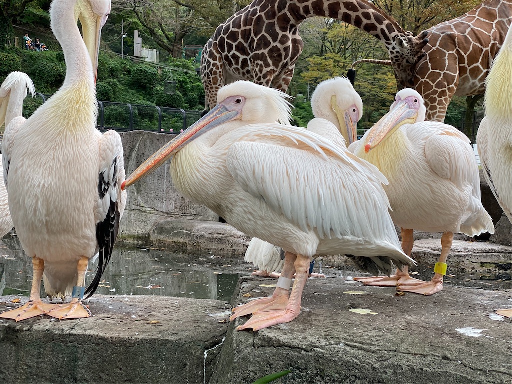 f:id:tomohiko37_i:20191024211543j:image f:id:tomohiko37_i:20191024211543j:image