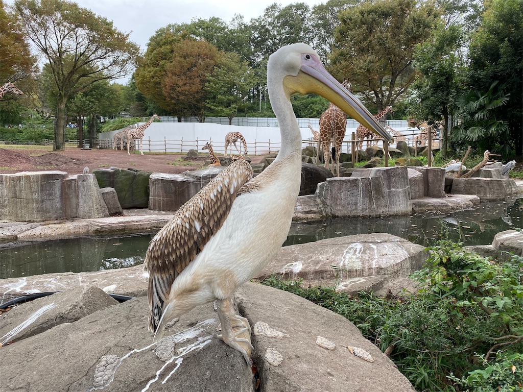 f:id:tomohiko37_i:20191024211633j:image f:id:tomohiko37_i:20191024211633j:image