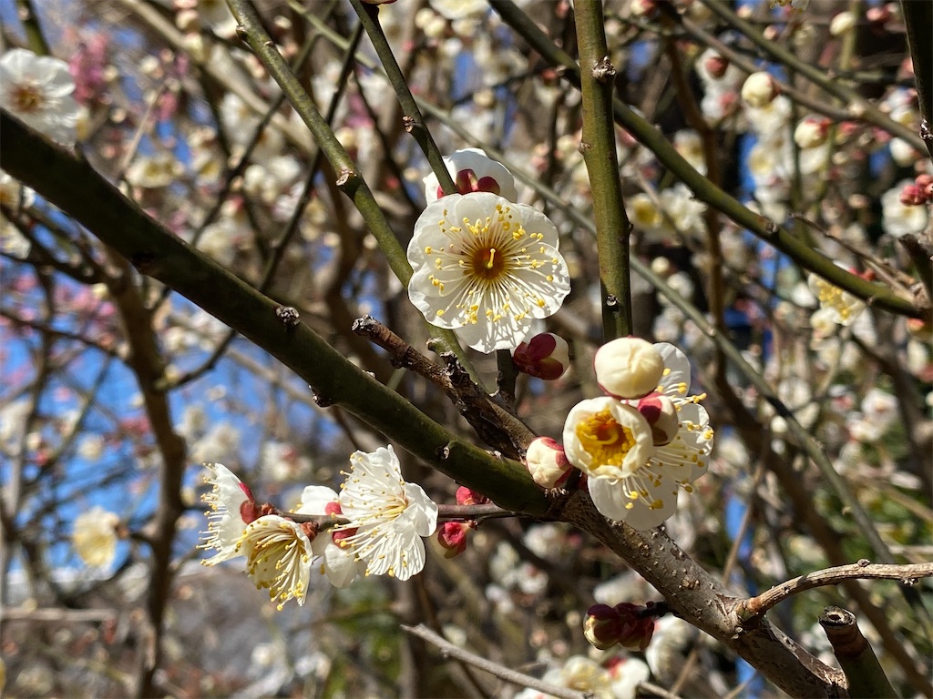 f:id:tomohiko37_i:20200330210036j:image f:id:tomohiko37_i:20200330210036j:image