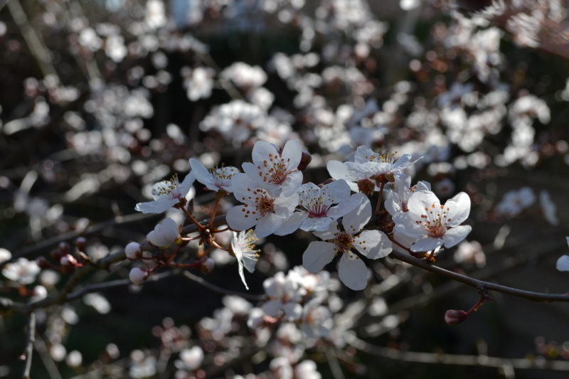 f:id:tomohiro419:20100323061625j:image