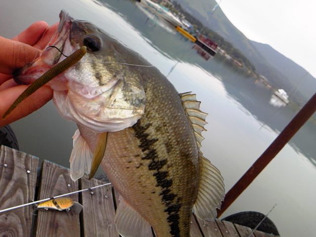 f:id:tomohiro419:20100621181322j:image f:id:tomohiro419:20100621181322j:image