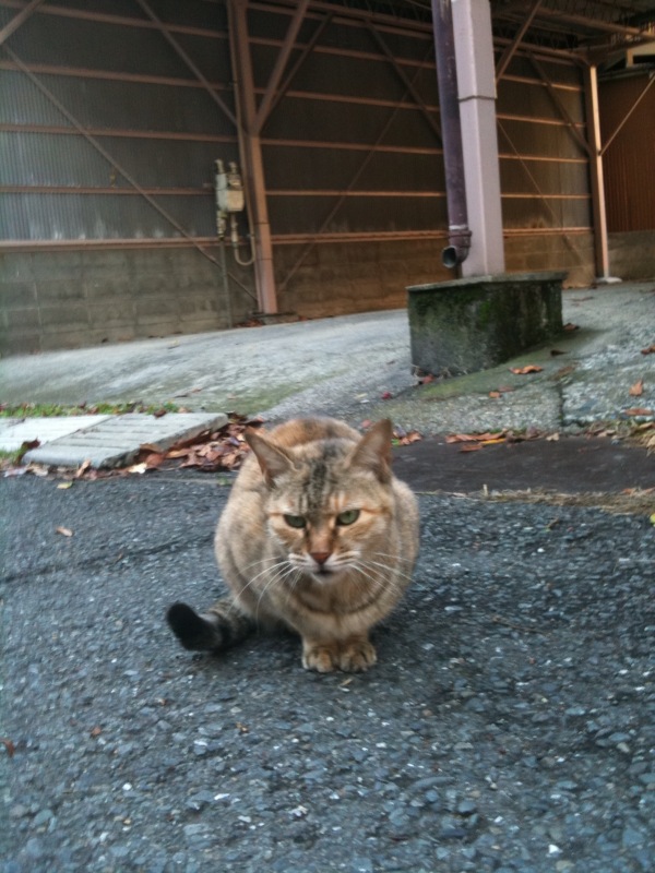 f:id:tomohiro419:20101209153626j:image