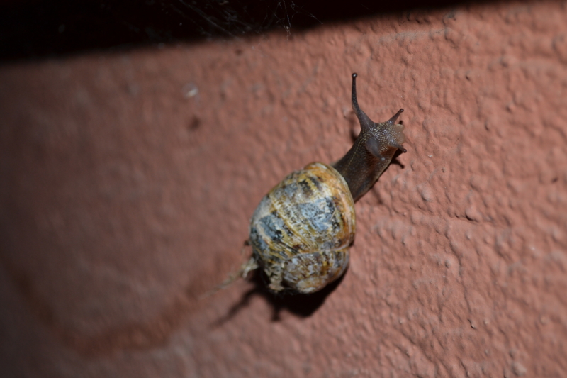 f:id:tomohiro419:20110725203643j:image