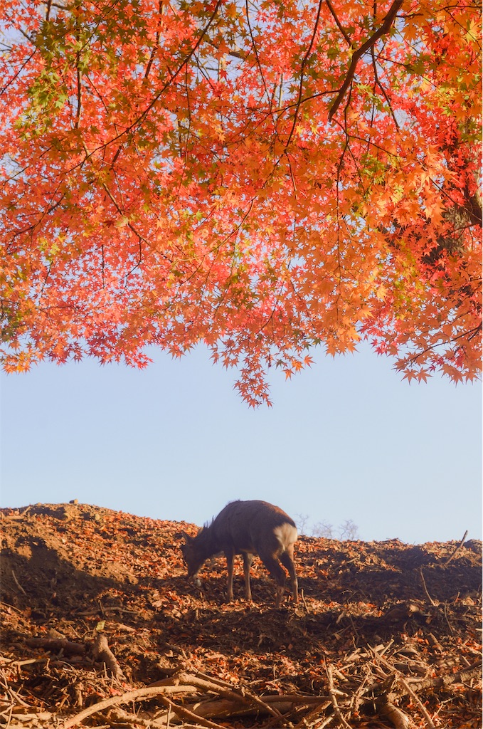 f:id:tomohiro6:20191130142621j:image f:id:tomohiro6:20191130142621j:image