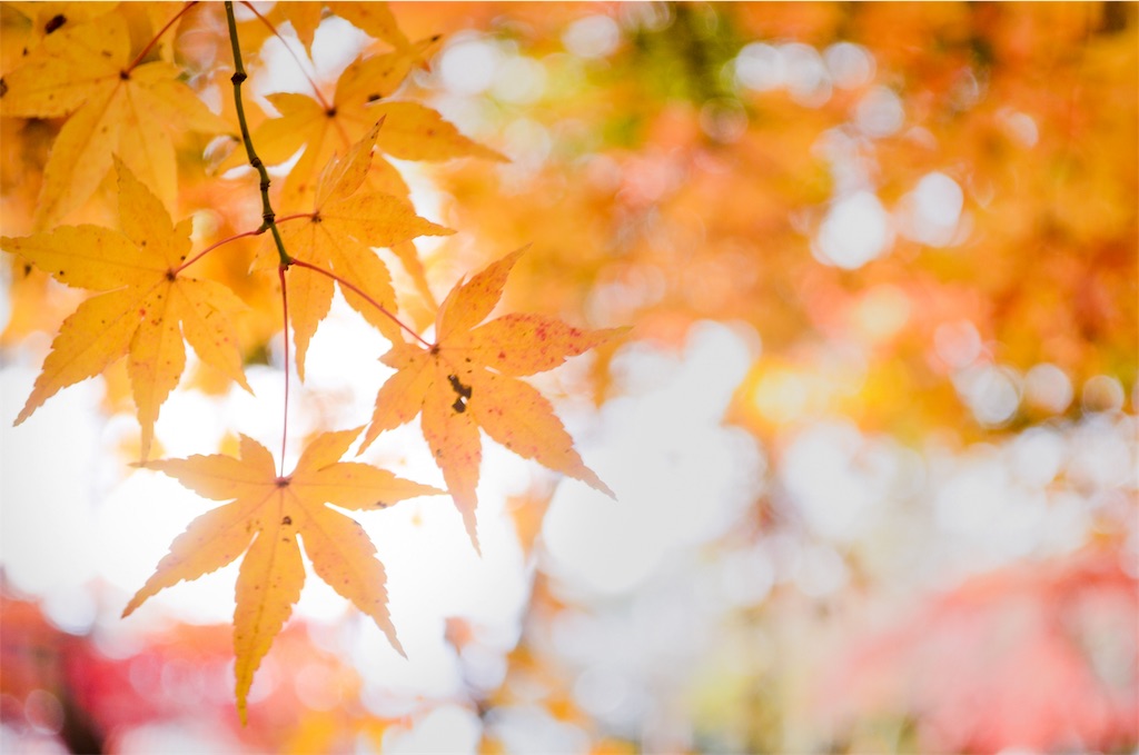 f:id:tomohiro6:20191130143141j:image f:id:tomohiro6:20191130143141j:image