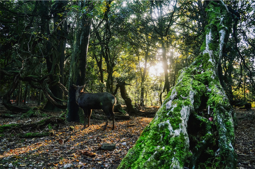 f:id:tomohiro6:20191230141818j:image f:id:tomohiro6:20191230141818j:image