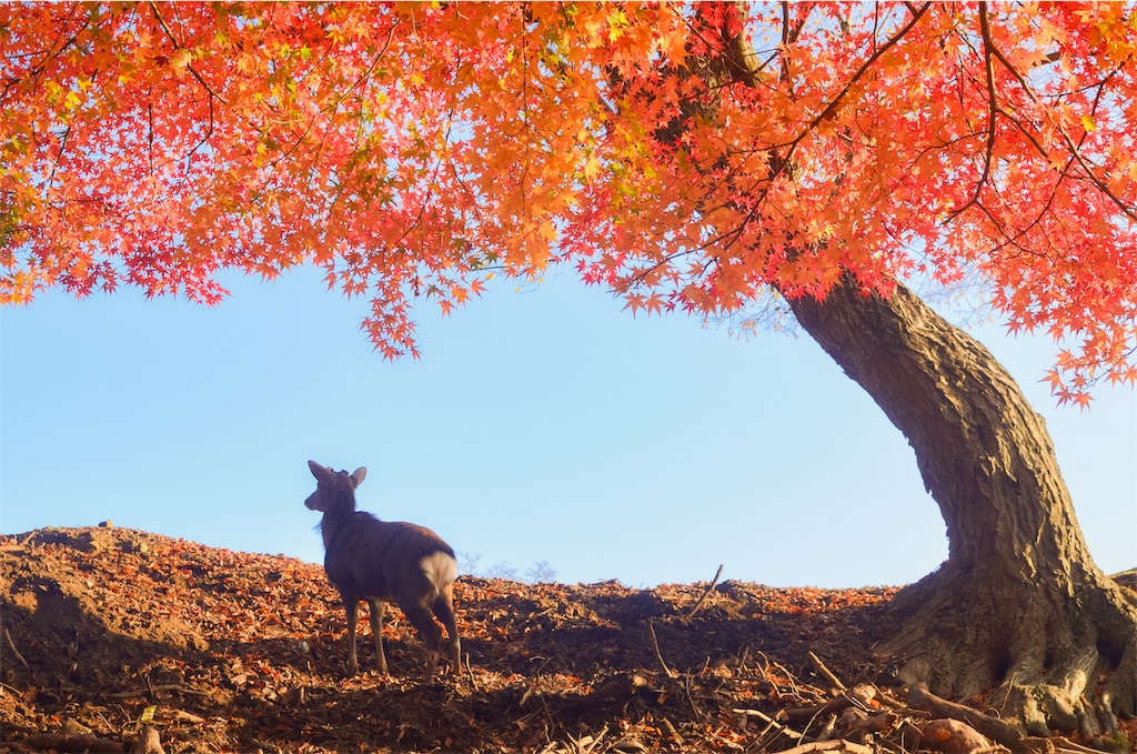 f:id:tomohiro6:20191230141824j:image f:id:tomohiro6:20191230141824j:image