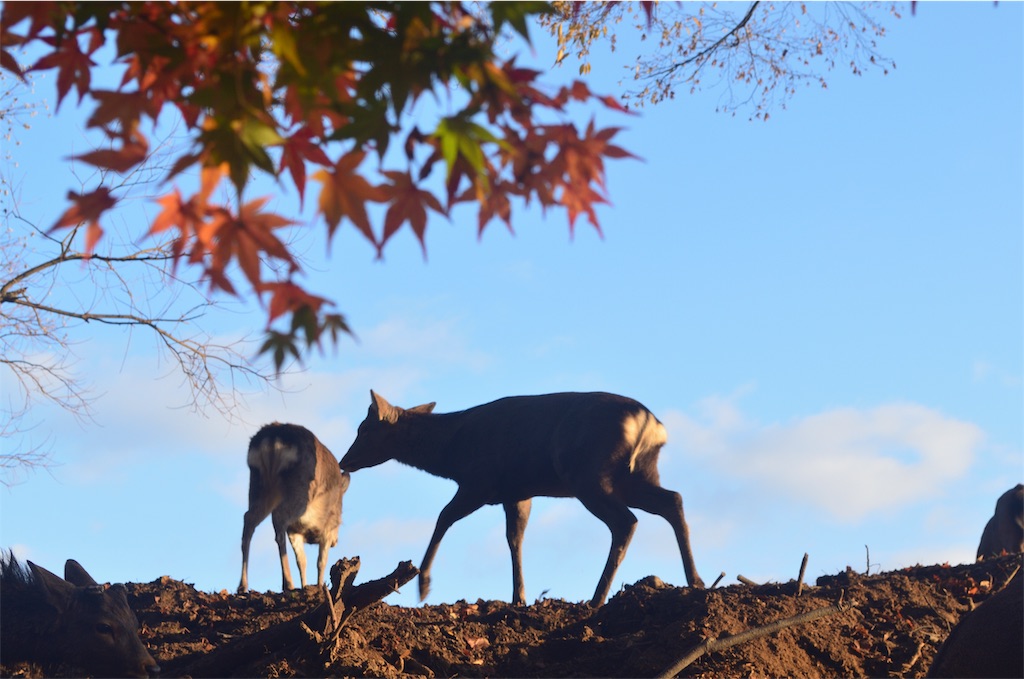 f:id:tomohiro6:20191230141850j:image f:id:tomohiro6:20191230141850j:image