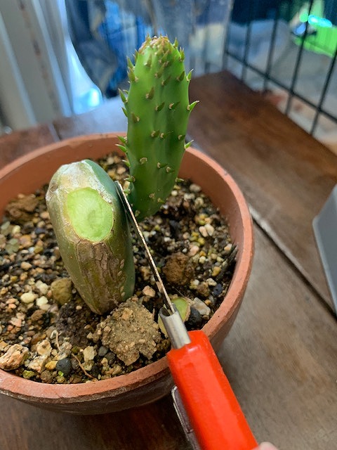 サボテン　接ぎ sddefault.jpg