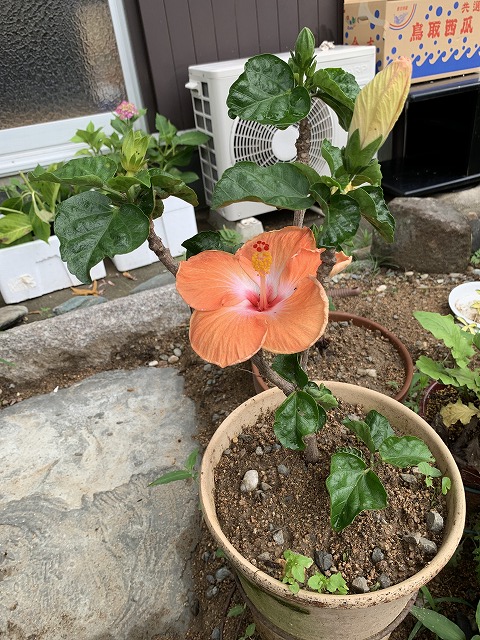 サボテンの花（ロビビア 桃鶴丸）開花 ソテツ成長 ハイビスカス開花