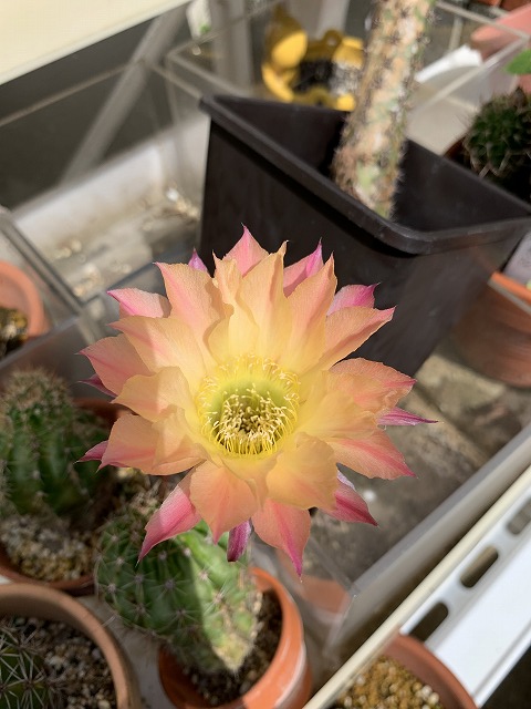 サボテンの花（ロビビア 桃鶴丸）開花 ソテツ成長 ハイビスカス開花