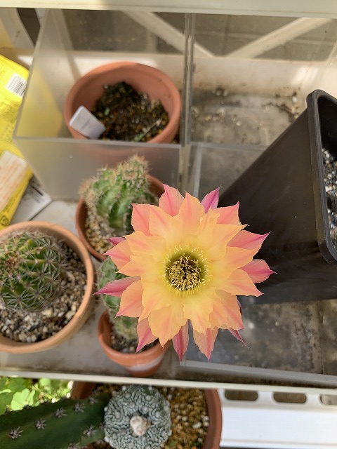サボテンの花（ロビビア 桃鶴丸）開花 ソテツ成長 ハイビスカス開花