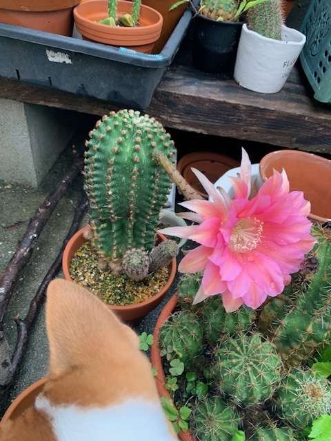 サボテン短毛丸（エキノプシス）が開花！ピンク大輪 - トモヒトの趣味