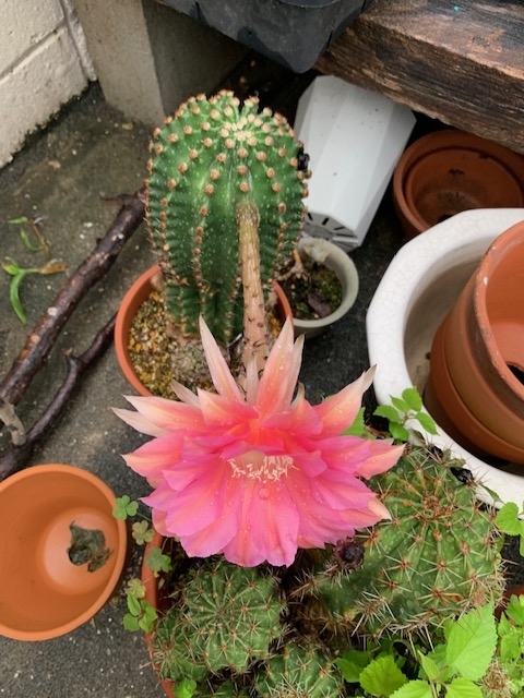 サボテン短毛丸（エキノプシス）が開花！ピンク大輪 - トモヒトの趣味