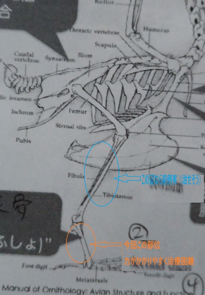 f:id:tomoi_bird:20190731081613j:plain f:id:tomoi_bird:20190731081613j:plain