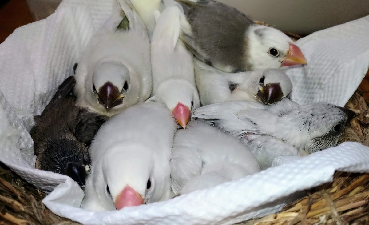 f:id:tomoi_bird:20190801044935j:plain f:id:tomoi_bird:20190801044935j:plain