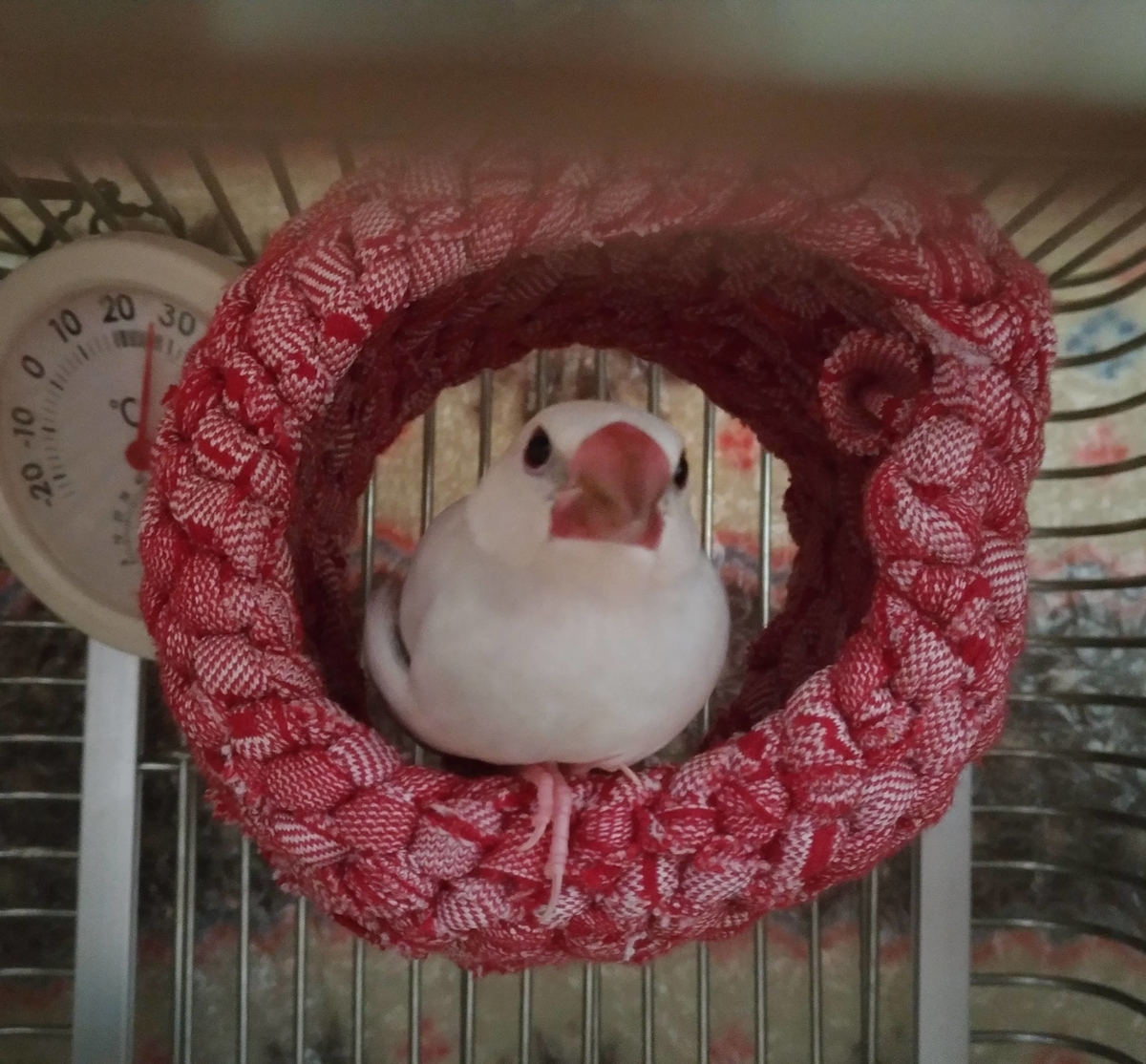 f:id:tomoi_bird:20190912122756j:plain f:id:tomoi_bird:20190912122756j:plain