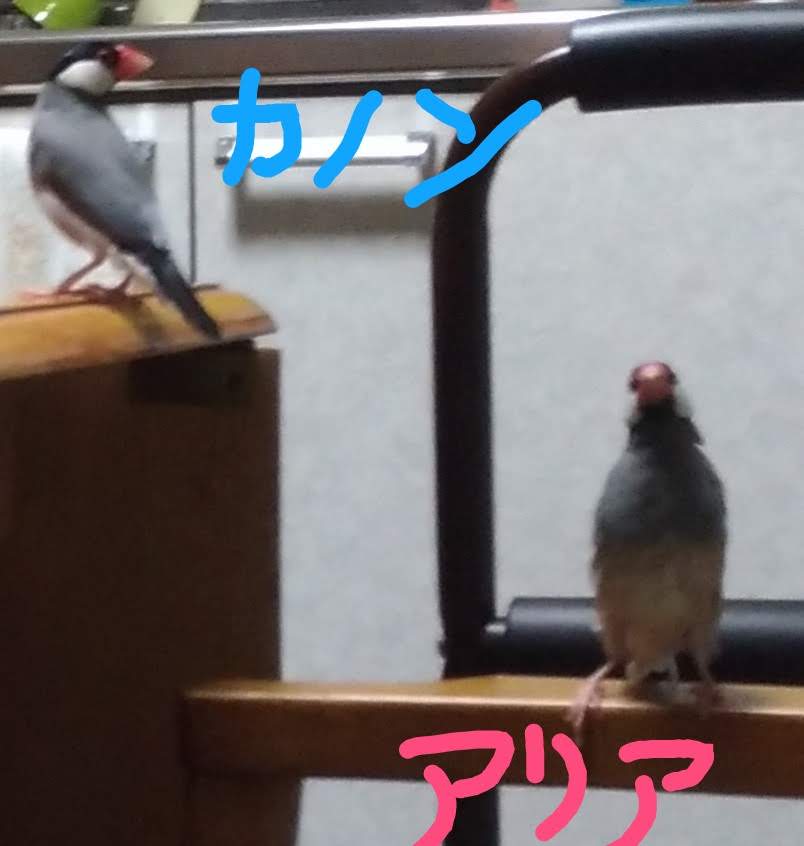 f:id:tomoi_bird:20190912151651j:plain f:id:tomoi_bird:20190912151651j:plain