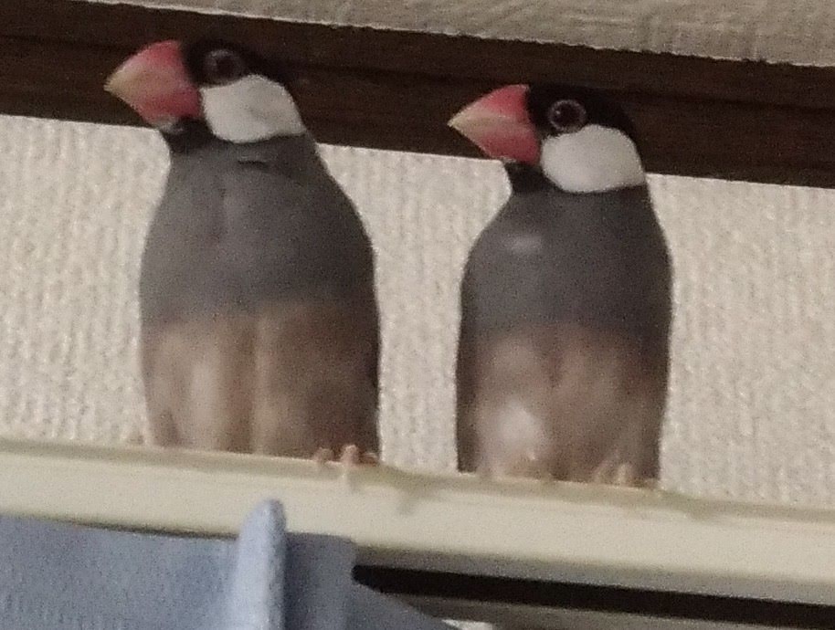 f:id:tomoi_bird:20190912151719j:plain f:id:tomoi_bird:20190912151719j:plain