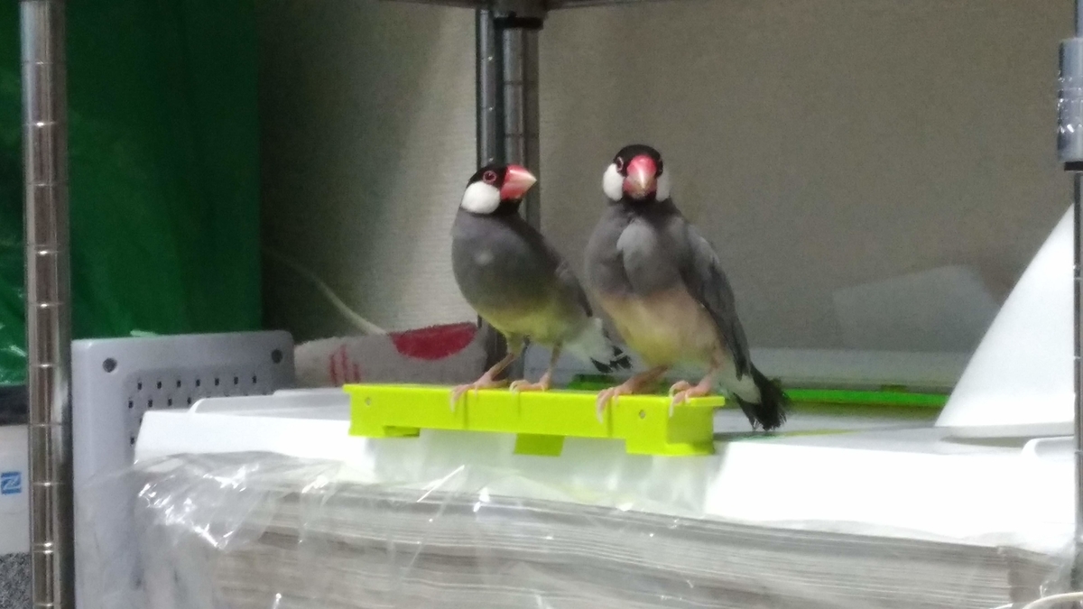 f:id:tomoi_bird:20190912151723j:plain f:id:tomoi_bird:20190912151723j:plain