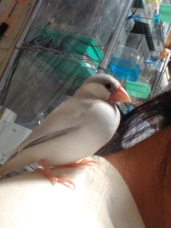 f:id:tomoi_bird:20200523124618j:plain f:id:tomoi_bird:20200523124618j:plain
