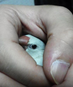 f:id:tomoi_bird:20200523125456j:plain f:id:tomoi_bird:20200523125456j:plain