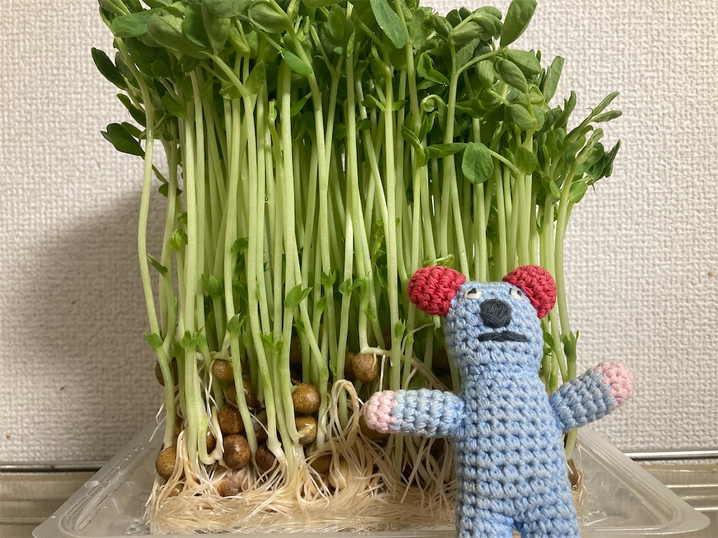 f:id:tomoikazunaga:20210124090317j:image f:id:tomoikazunaga:20210124090317j:image