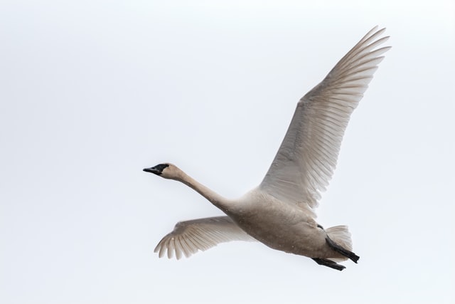 Flying Swan