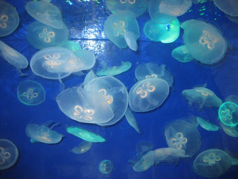 f:id:tomoko-moose:20120911115846j:image:w360 f:id:tomoko-moose:20120911115846j:image:w360
