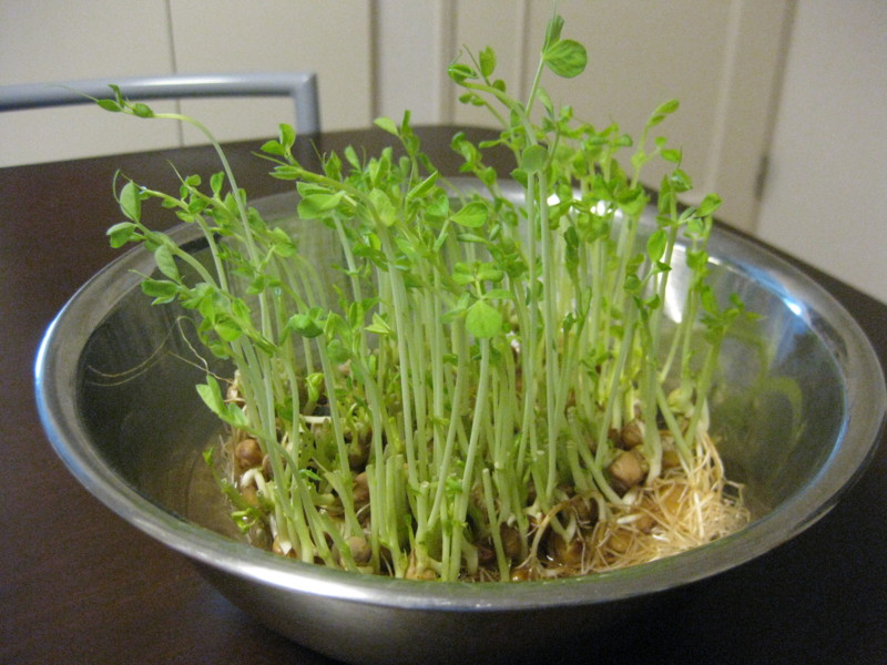 f:id:tomoko-moose:20130818113011j:image:w360