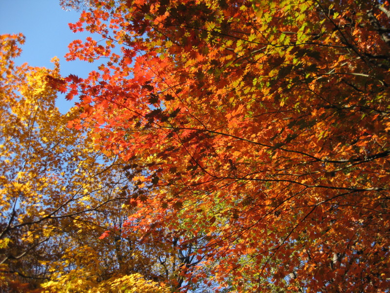 f:id:tomoko-moose:20131123143114j:image:w360 f:id:tomoko-moose:20131123143114j:image:w360