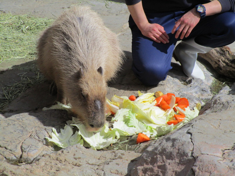 f:id:tomoko-moose:20150324132326j:image:w360 f:id:tomoko-moose:20150324132326j:image:w360
