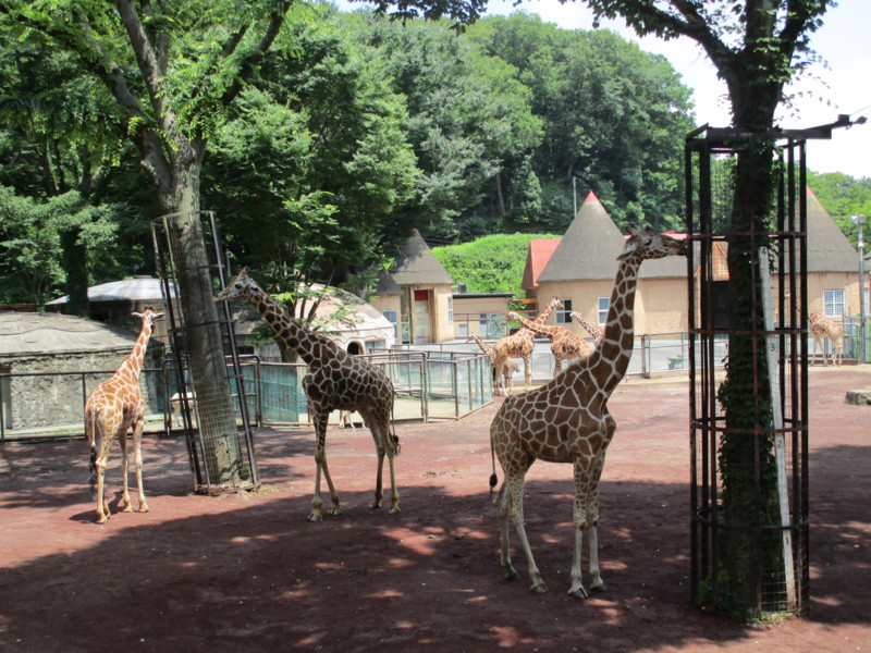 f:id:tomoko-moose:20150622104833j:image:w360 f:id:tomoko-moose:20150622104833j:image:w360