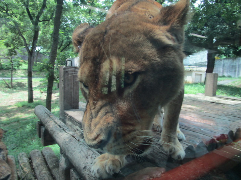 f:id:tomoko-moose:20150622110220j:image:w360 f:id:tomoko-moose:20150622110220j:image:w360