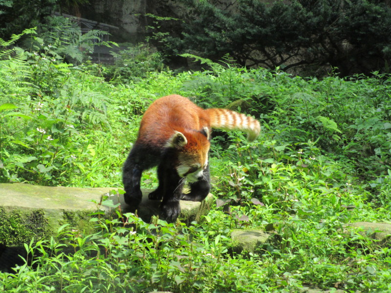 f:id:tomoko-moose:20150622133413j:image:w360 f:id:tomoko-moose:20150622133413j:image:w360