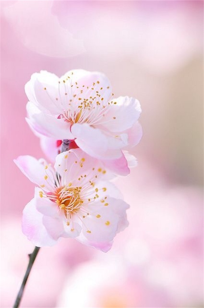 f:id:tomoko0404:20170317234313j:image f:id:tomoko0404:20170317234313j:image
