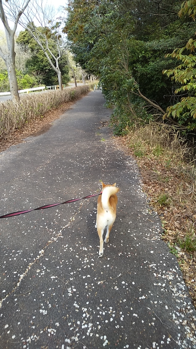 f:id:tomoko29:20200404214507j:plain f:id:tomoko29:20200404214507j:plain