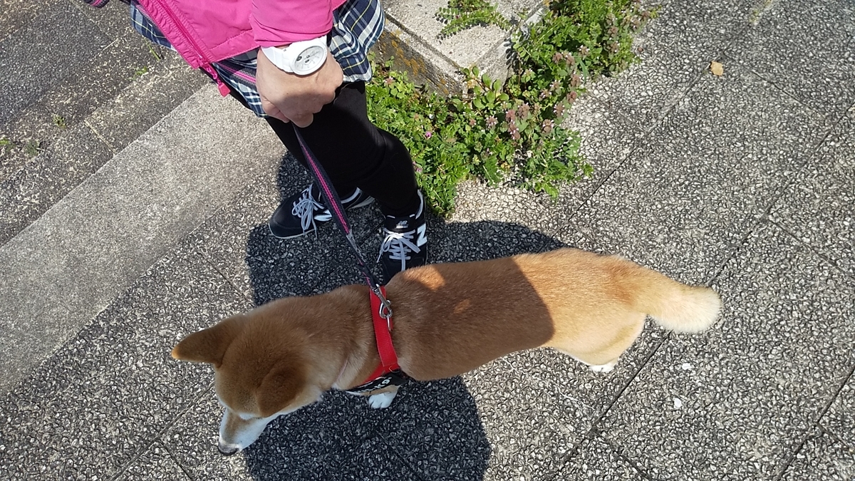 f:id:tomoko29:20200404214700j:plain f:id:tomoko29:20200404214700j:plain